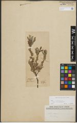 Foto von Salix repens subsp. incubacea (L.) A. Neumann